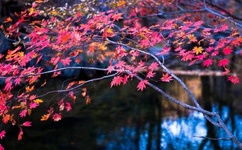 红海棠剧情介绍